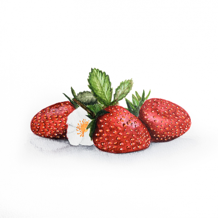 Erdbeeren mit Aquarell gemalt