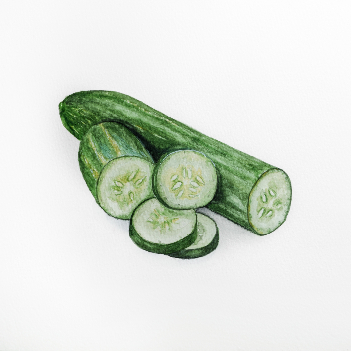 Gurke mit Aquarell gemalt