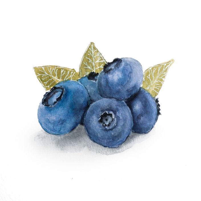 Heidelbeeren mit Aquarell gemalt