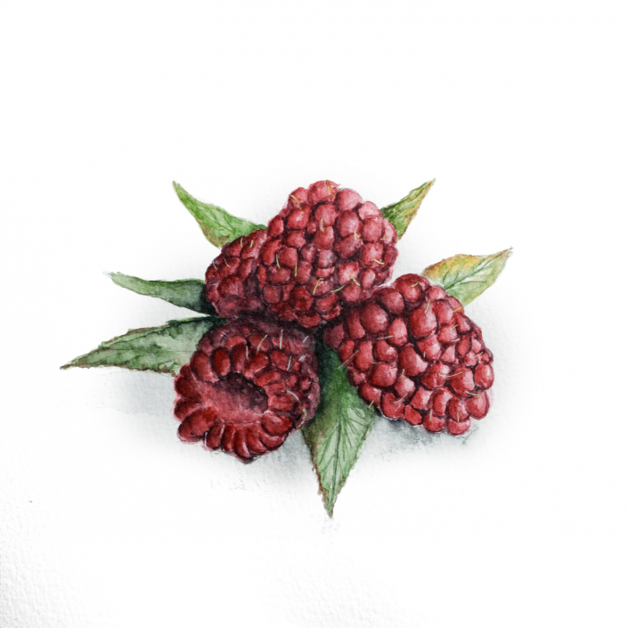 Himbeeren mit Aquarell gemalt