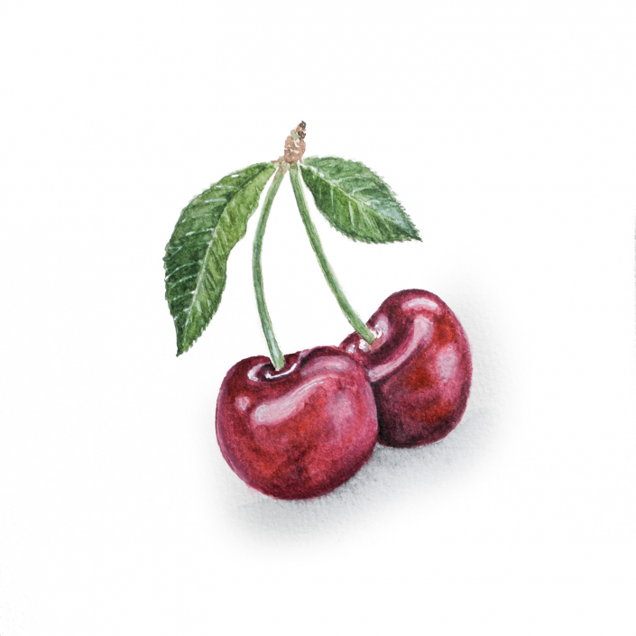 Kirschen mit Aquarell gemalt