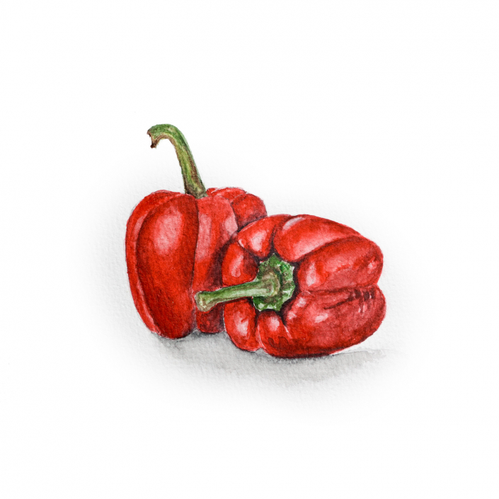 Paprika mit Aquarell gemalt