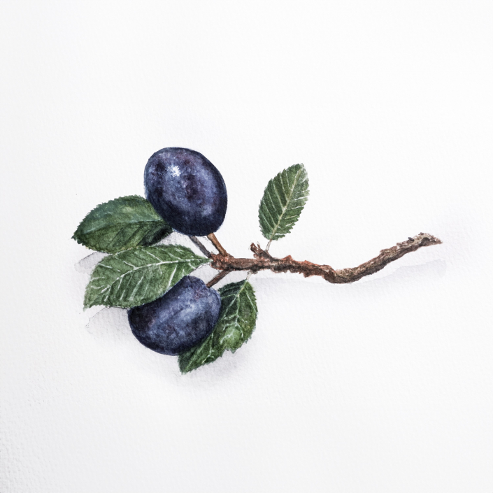 Pflaumen mit Aquarell gemalt