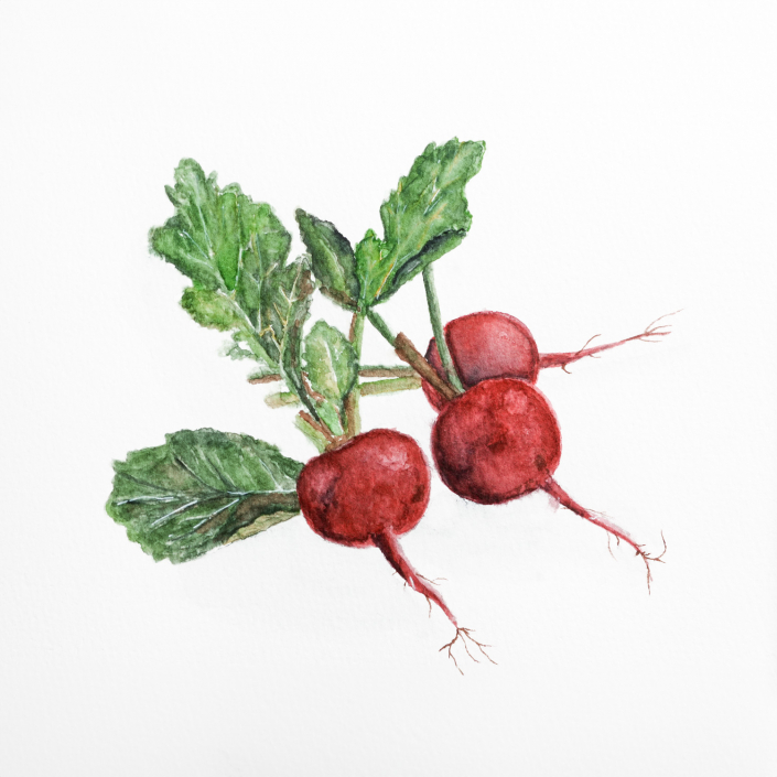 Radieschen mit Aquarell gemalt