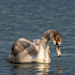 November-Herbst am Berzdorfer See