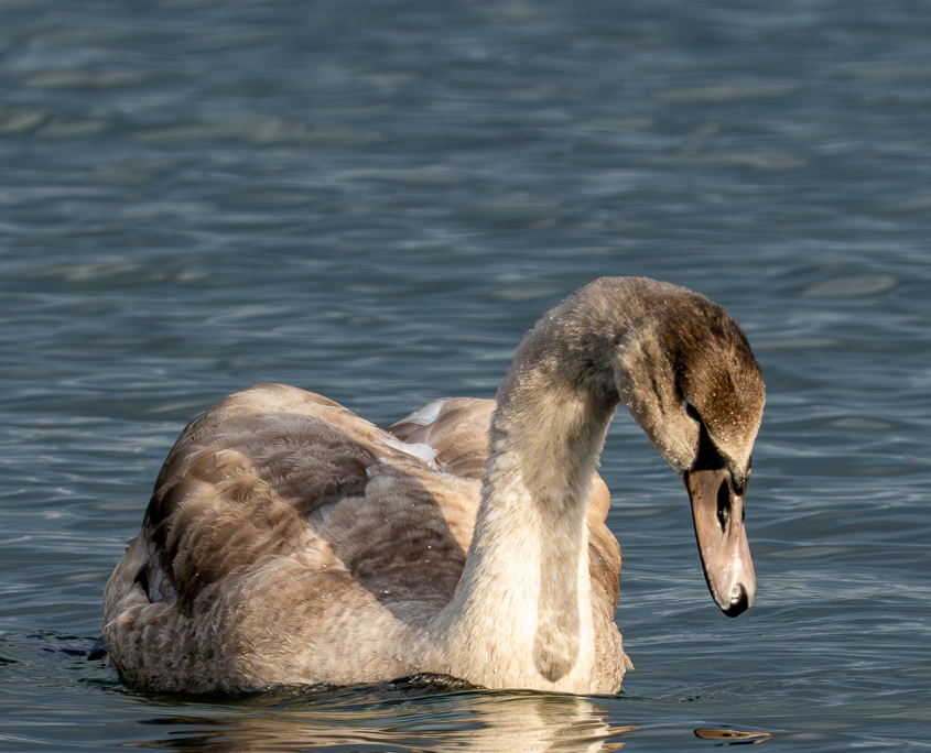 November-Herbst am Berzdorfer See