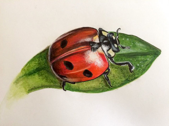 Marienkäfer mit Materialmix gezeichnet