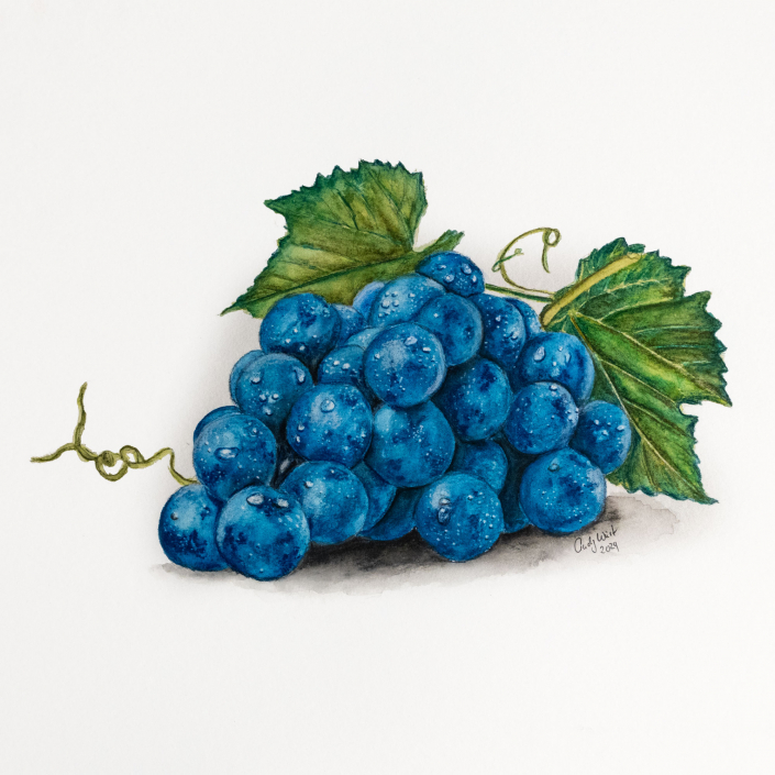 Weintrauben in Aquarell