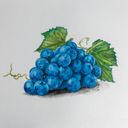 Blaue Weintraube mit Watercolor - Aquarell gemalt