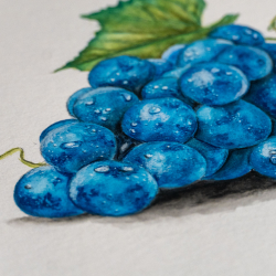 Blaue Weintraube mit Watercolor - Aquarell gemalt