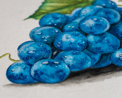 Blaue Weintraube mit Watercolor - Aquarell gemalt