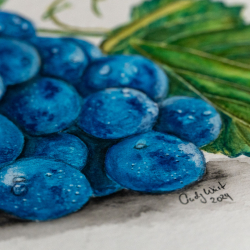 Blaue Weintraube mit Watercolor - Aquarell gemalt