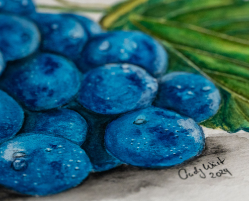 Blaue Weintraube mit Watercolor - Aquarell gemalt