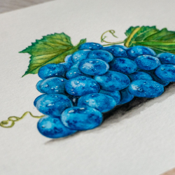 Blaue Weintraube mit Watercolor - Aquarell gemalt