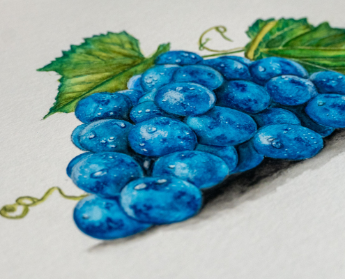 Blaue Weintraube mit Watercolor - Aquarell gemalt