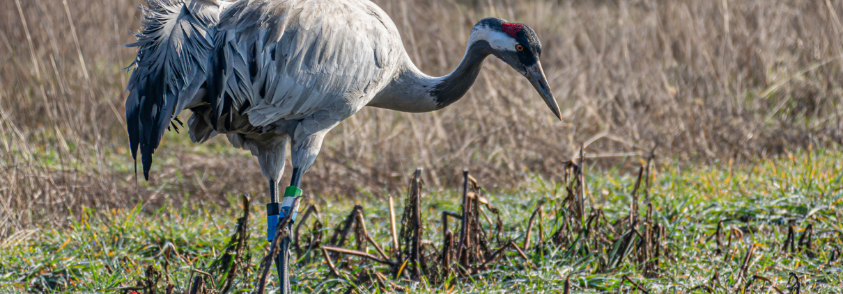 Brandenburg im März