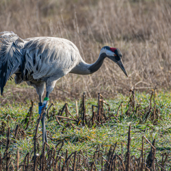 Brandenburg im März