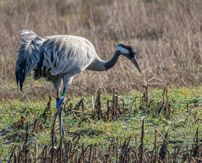 Brandenburg im März