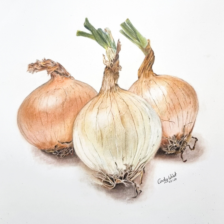 Zwiebeln mit Pastellkreide und Buntstiften