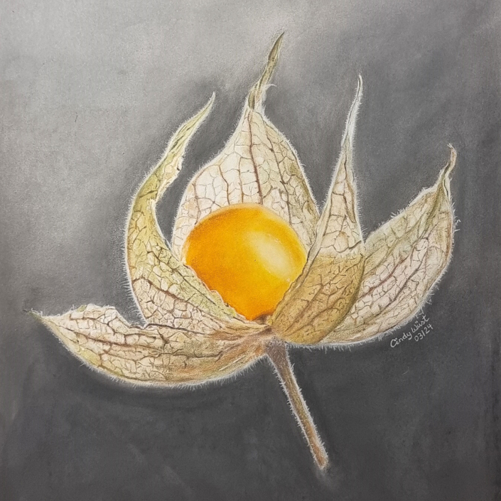 Gemalte Physalis mit Pastellkreide und Polychromos