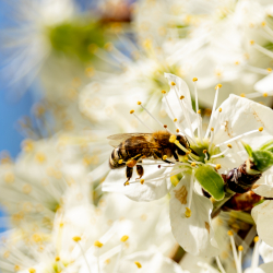 Frühling in Oberbayern