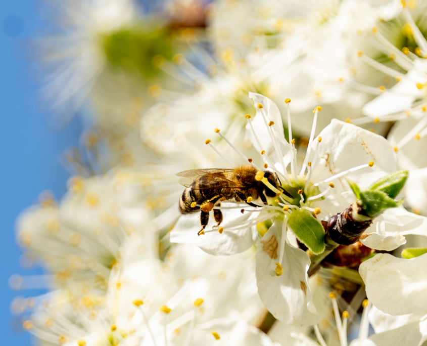 Frühling in Oberbayern
