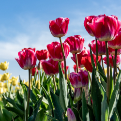 Harlingen und Medemblik