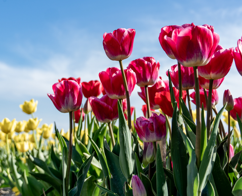 Harlingen und Medemblik