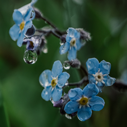 Eskalation mit Makro-Objektiv