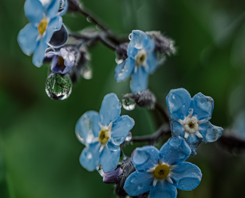 Eskalation mit Makro-Objektiv