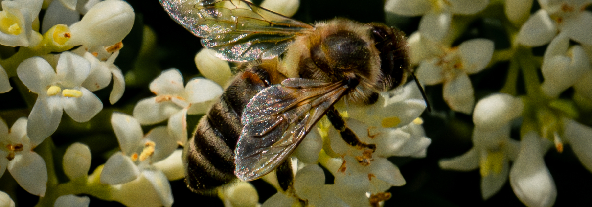 Fleißige Biene beim Honig sammeln