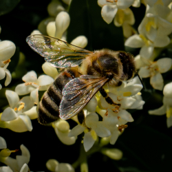 Fleißige Biene beim Honig sammeln