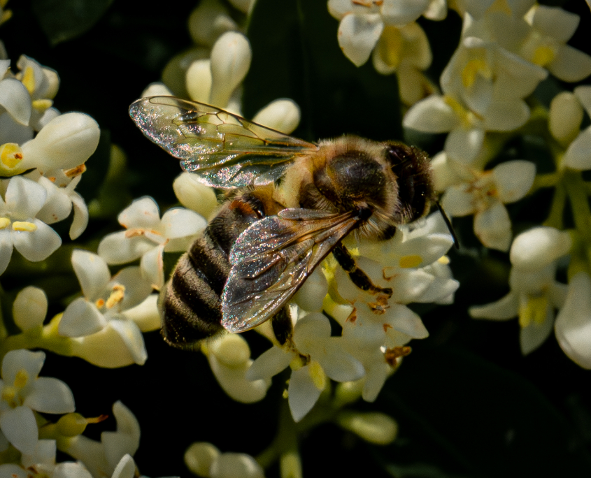 Fleißige Biene beim Honig sammeln