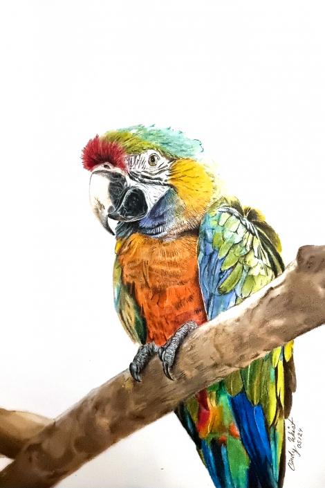 Papagei mit Pastellkreide und Buntstiften