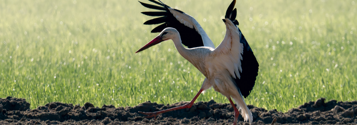 Storch Meets Rotmilan