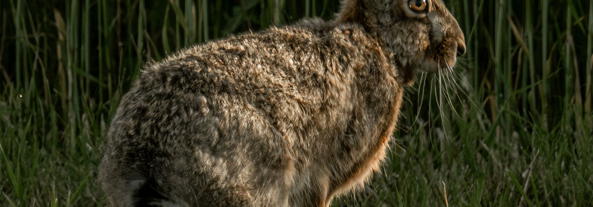 Feldhase in Österreich