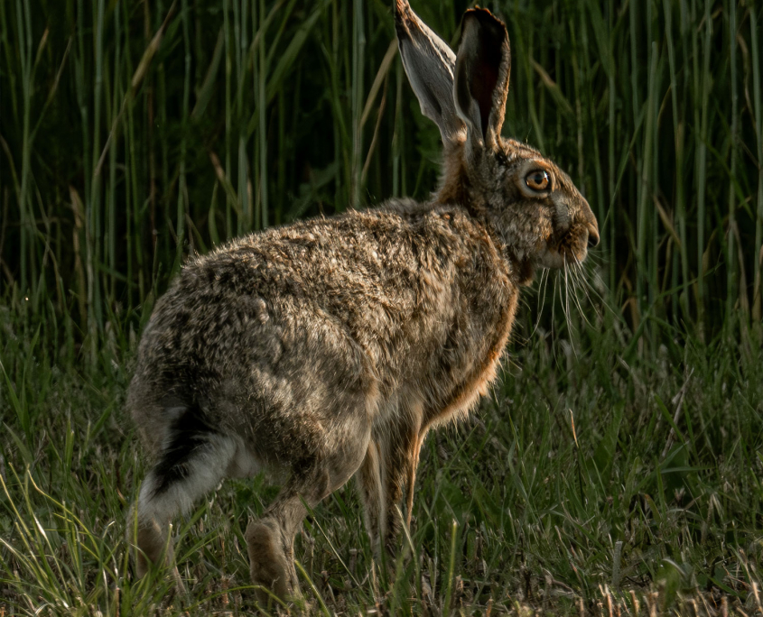 Feldhase in Österreich